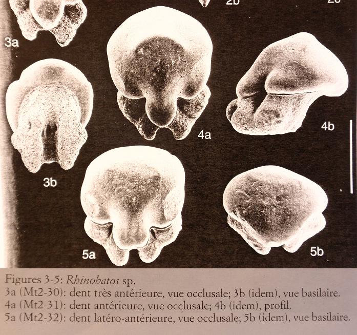 Razze del pliocene piemontese 1: Rhinobatos sp.